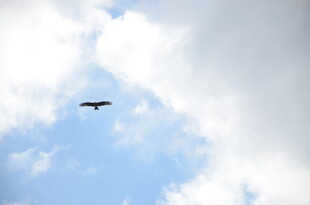 蓝天中翱翔的飞鸟