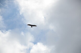 天空中翱翔的飞鸟