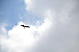 天空中翱翔的飞鸟