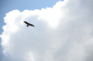 天空中翱翔的飞鸟