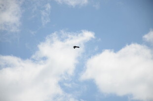 天空中飞翔的鸟儿