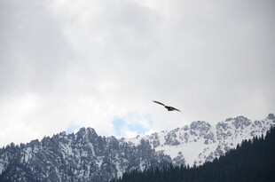 雪山之上飞鸟翱翔