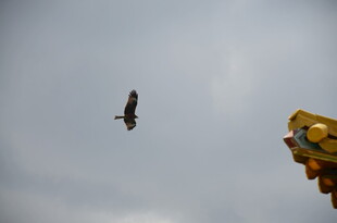 天空中飞翔的鸟与游乐设施