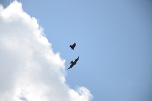 蓝天中飞翔的两只鸟儿