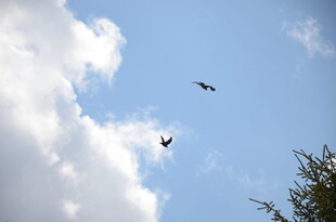 天空中飞翔的两只鸟儿