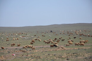 草原上的动物群