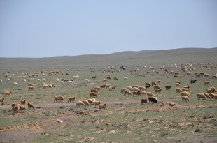 草原上奔跑的成群动物