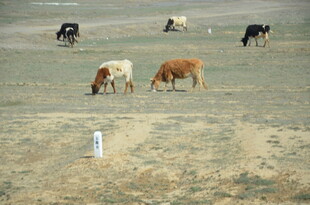 草原上悠闲吃草的牛群