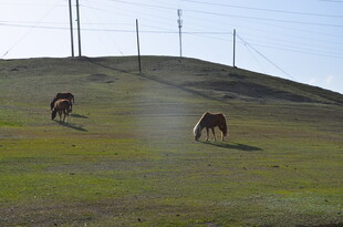 草原上奔跑的两匹马