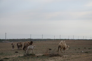 草原上的骆驼群