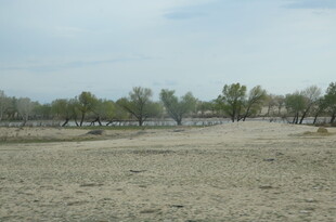 空旷田野与远处树木景观