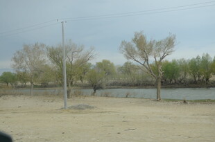 河边空旷沙地与树木景观