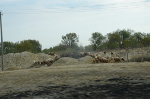 沙漠中的骆驼群