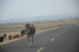 公路上的骆驼与牛群