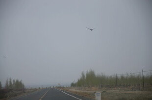 公路上空飞鸟伴绿树