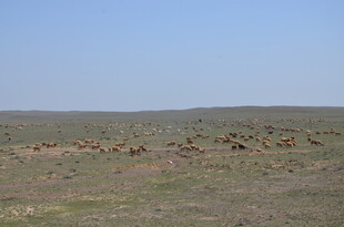 草原上的动物群