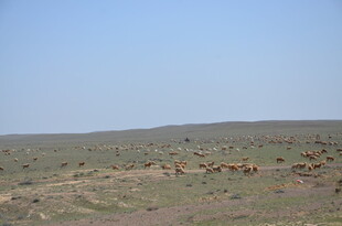 草原上的动物群