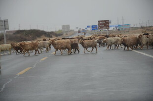 公路上的羊群大迁徙