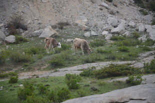 山间吃草的几头牲畜