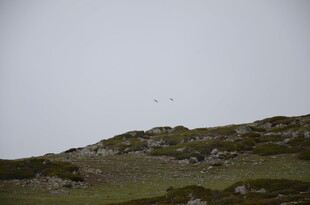 山坡上飞翔的鸟儿