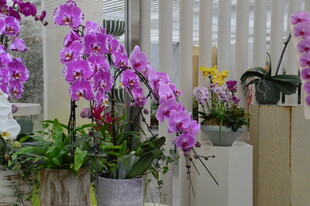 蝴蝶兰  