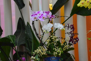 蝴蝶兰  