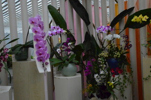 蝴蝶兰  