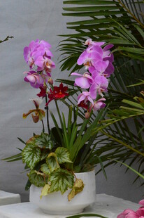 蝴蝶兰  