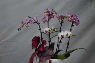 蝴蝶兰  