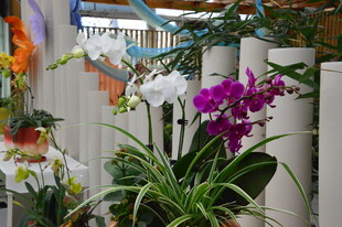 蝴蝶兰  