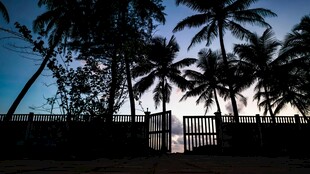 椰树环绕的静谧户外场景