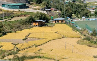 金黄稻田中的乡村景象