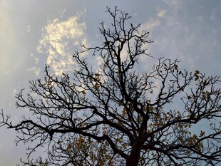 冬日枯树 尽显萧瑟之美