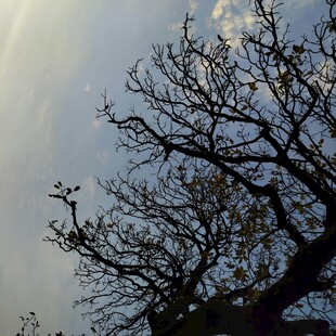 枯树与天空的静谧景象