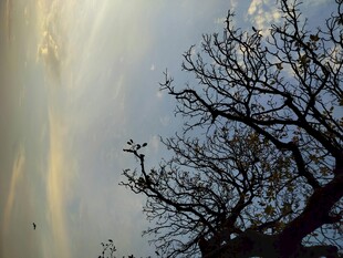 枯树映天光的静谧景象