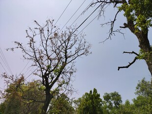 光秃树木与交错电线