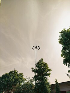 阳光下的树木与灯杆