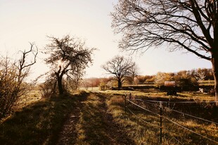 冬日旷野孤树景象