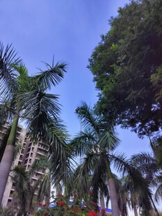 蓝天映衬下的高大棕榈树