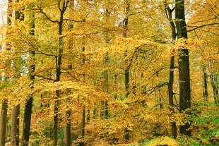 秋日金黄树林美景