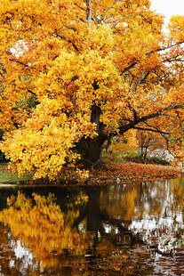 秋日湖畔金黄树木倒影