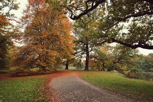 秋日林间蜿蜒小径