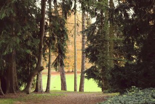 林间小径 静谧自然之景