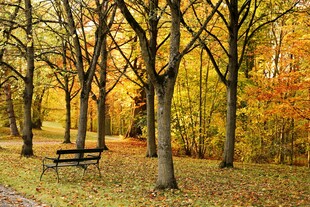 秋日林间长椅 静谧美景