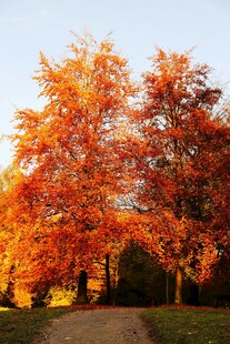 秋日绚烂树林中的小径