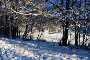 冬日雪覆树林美景