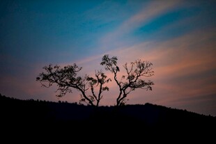 夕阳下的孤树剪影