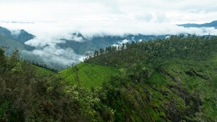 山间云雾缭绕的翠绿景致