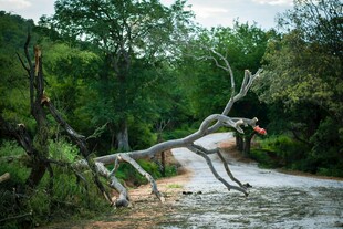 羚羊跃过倒在路中的树干