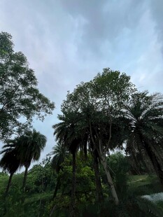 茂密树林中的高大棕榈树